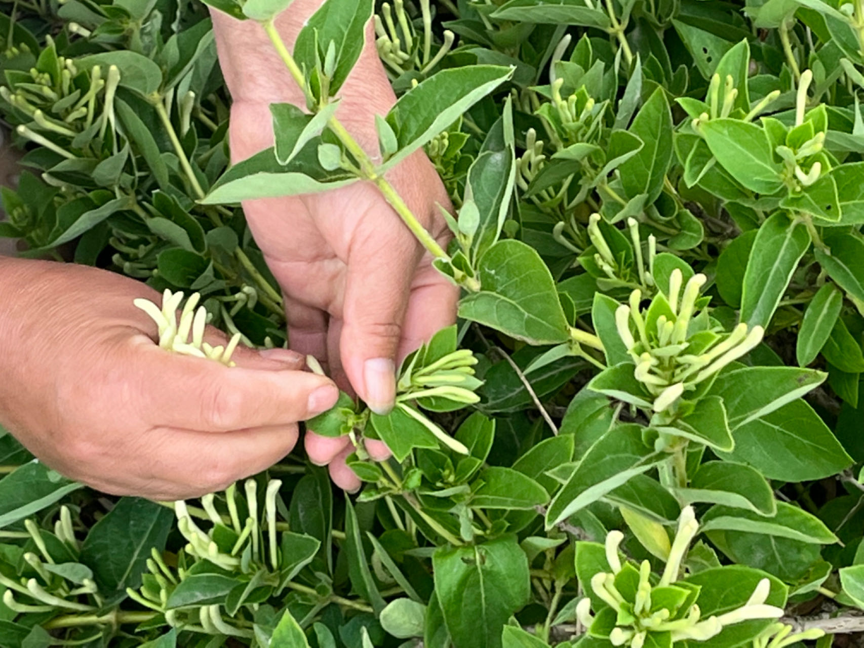 金银花种植效益如何金银花种植效益