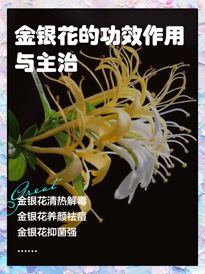 金银花种植效益如何金银花种植效益
