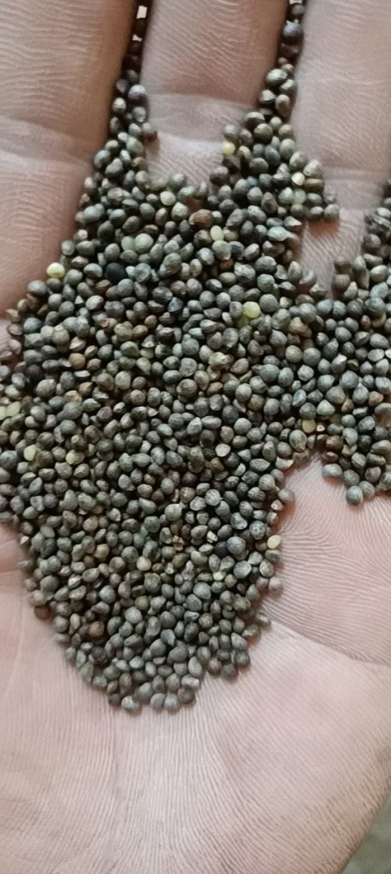 紫苏子紫苏子的副作用和毒性