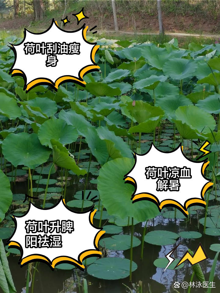 荷叶的功效,荷叶的功效与主治作用及禁忌