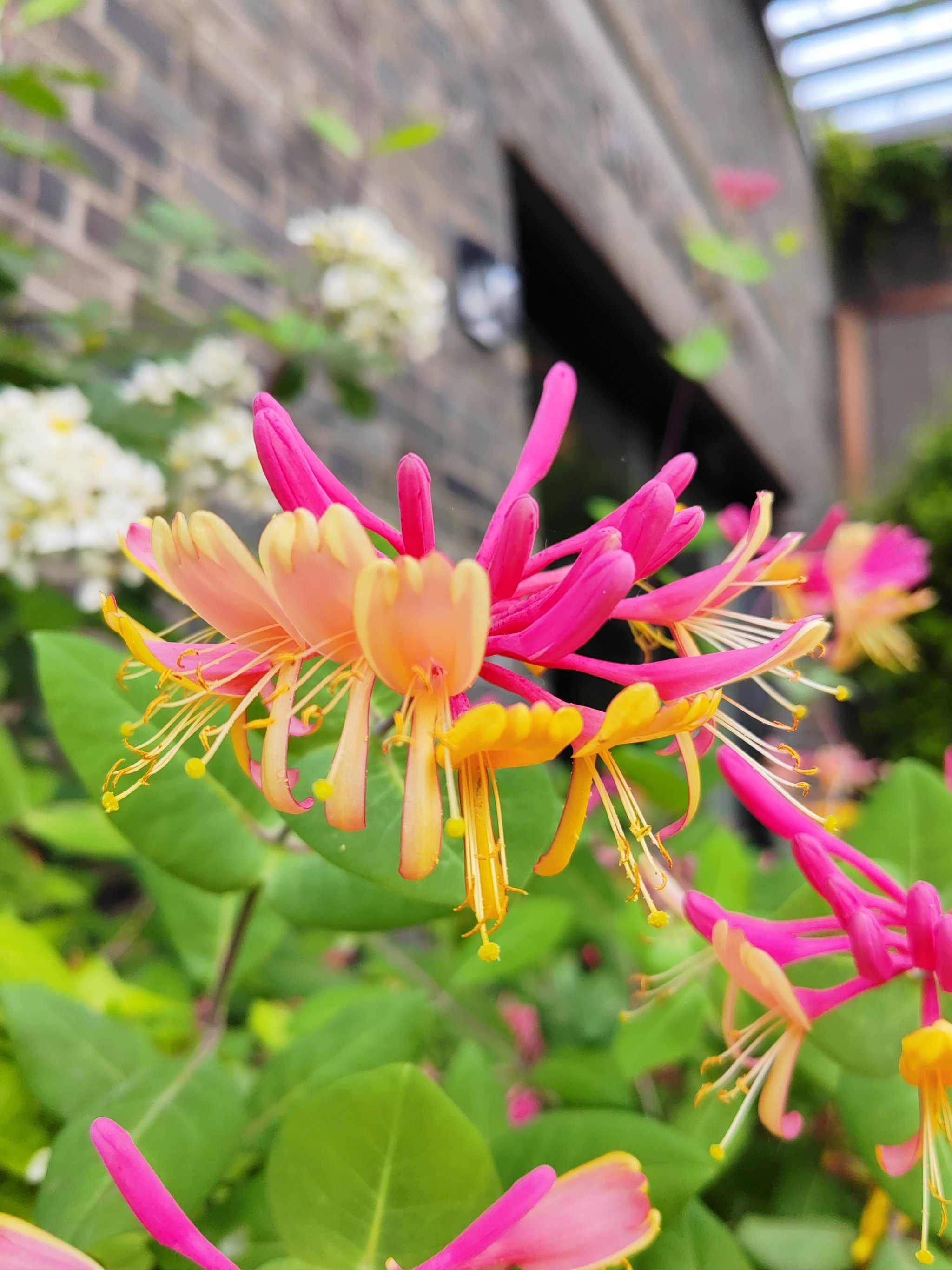金银花种植技术与栽培管理红金银花的简单介绍