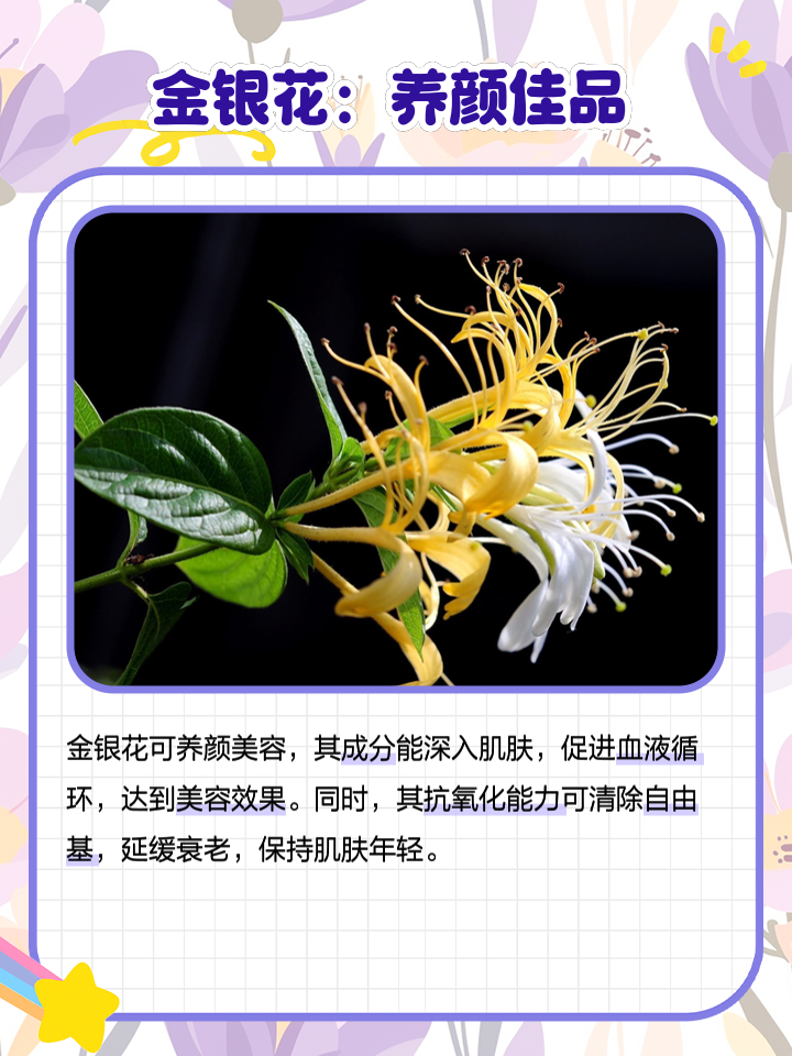 金银花有什么用途,金银花有什么用途呢