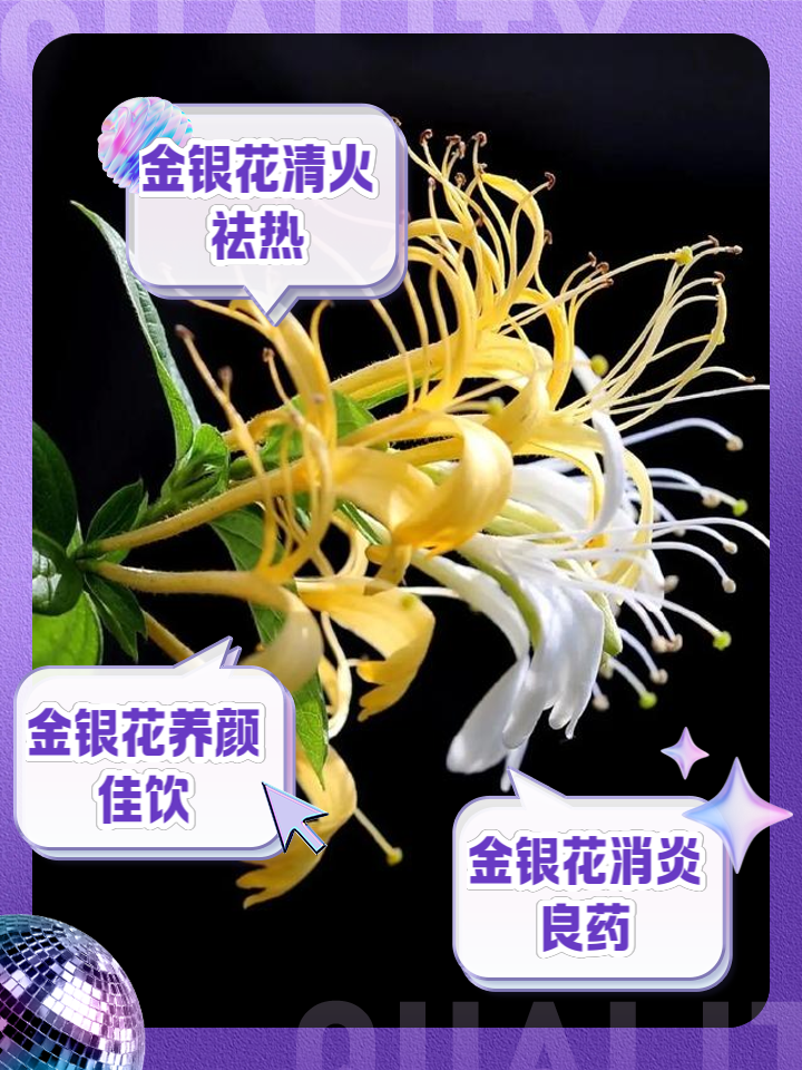 金银花可以泡水喝吗,夏姑草金银花可以泡水喝吗