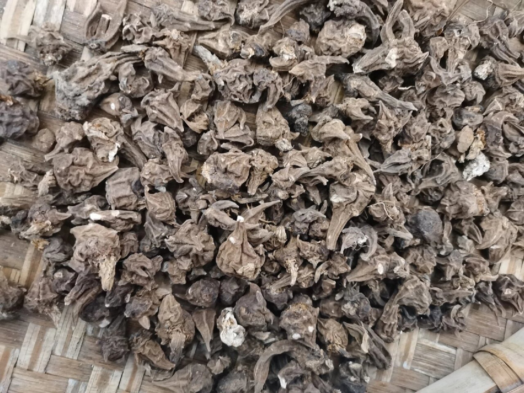 草乌药材图片草乌
