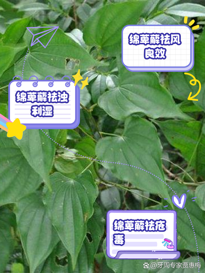 绵萆解,绵萆薢怎么拼音