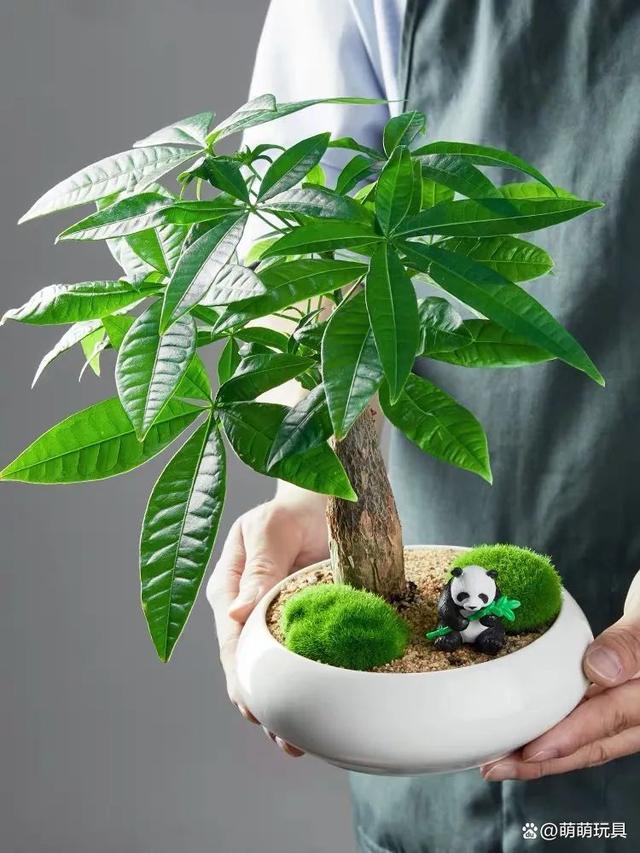 甲醛最怕的绿植甲醛最怕三个克星植物