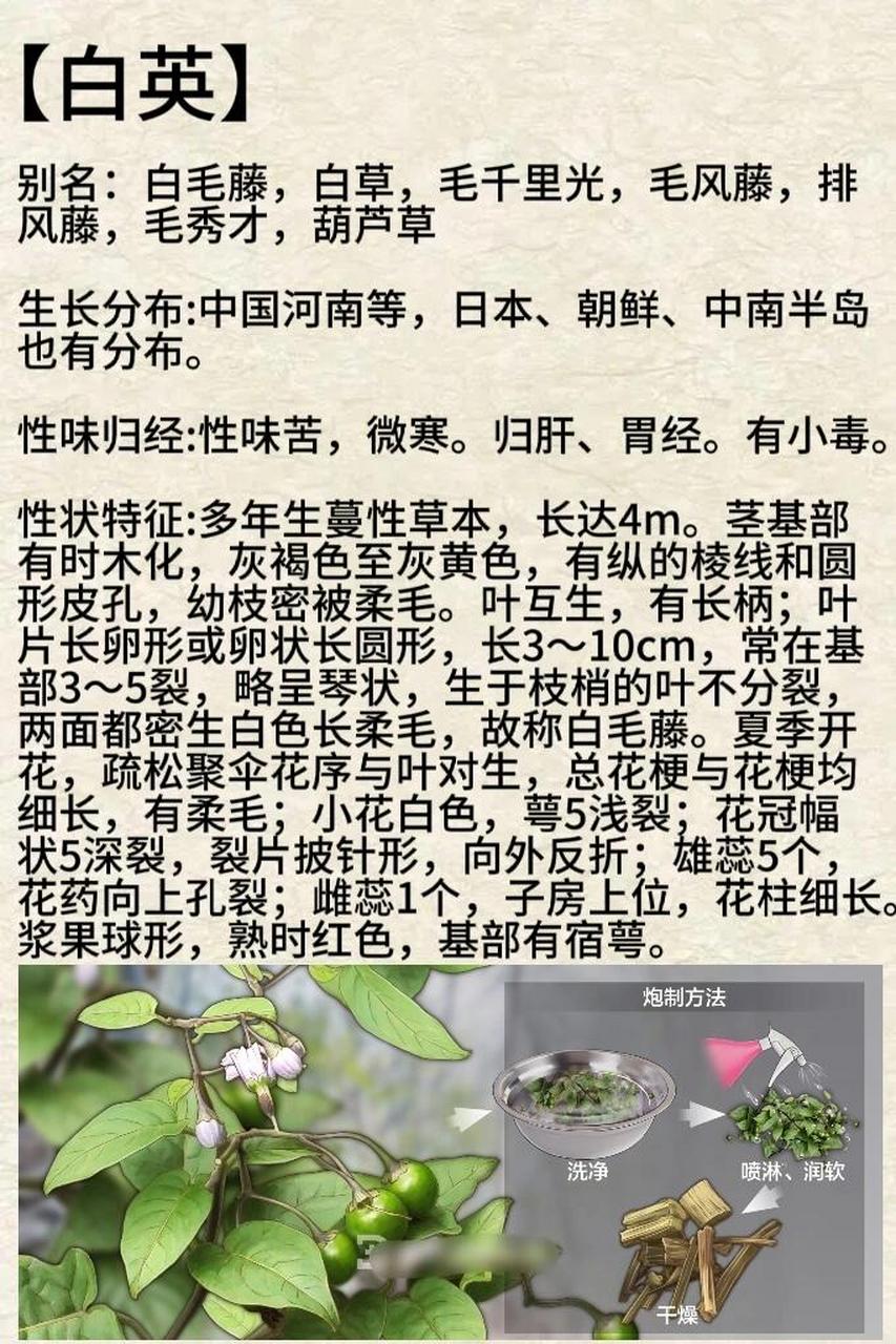 中药石决明的功效与作用石决明的功效与作用