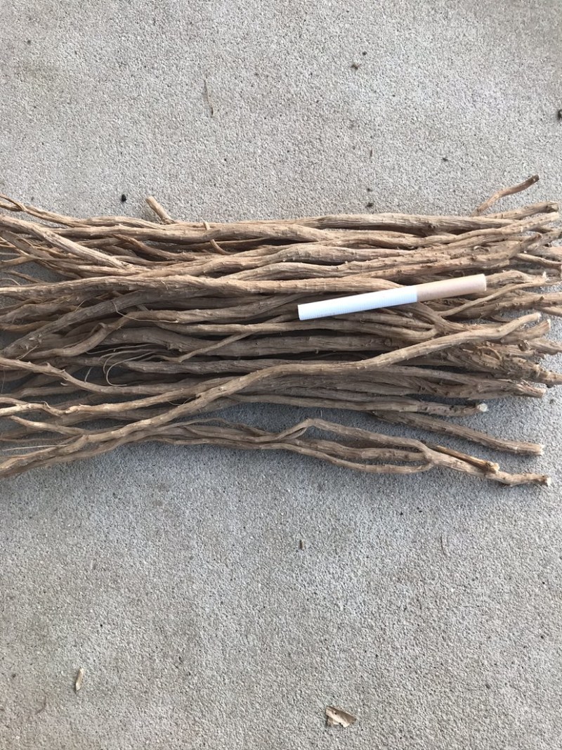 牛膝,牛膝草的图片