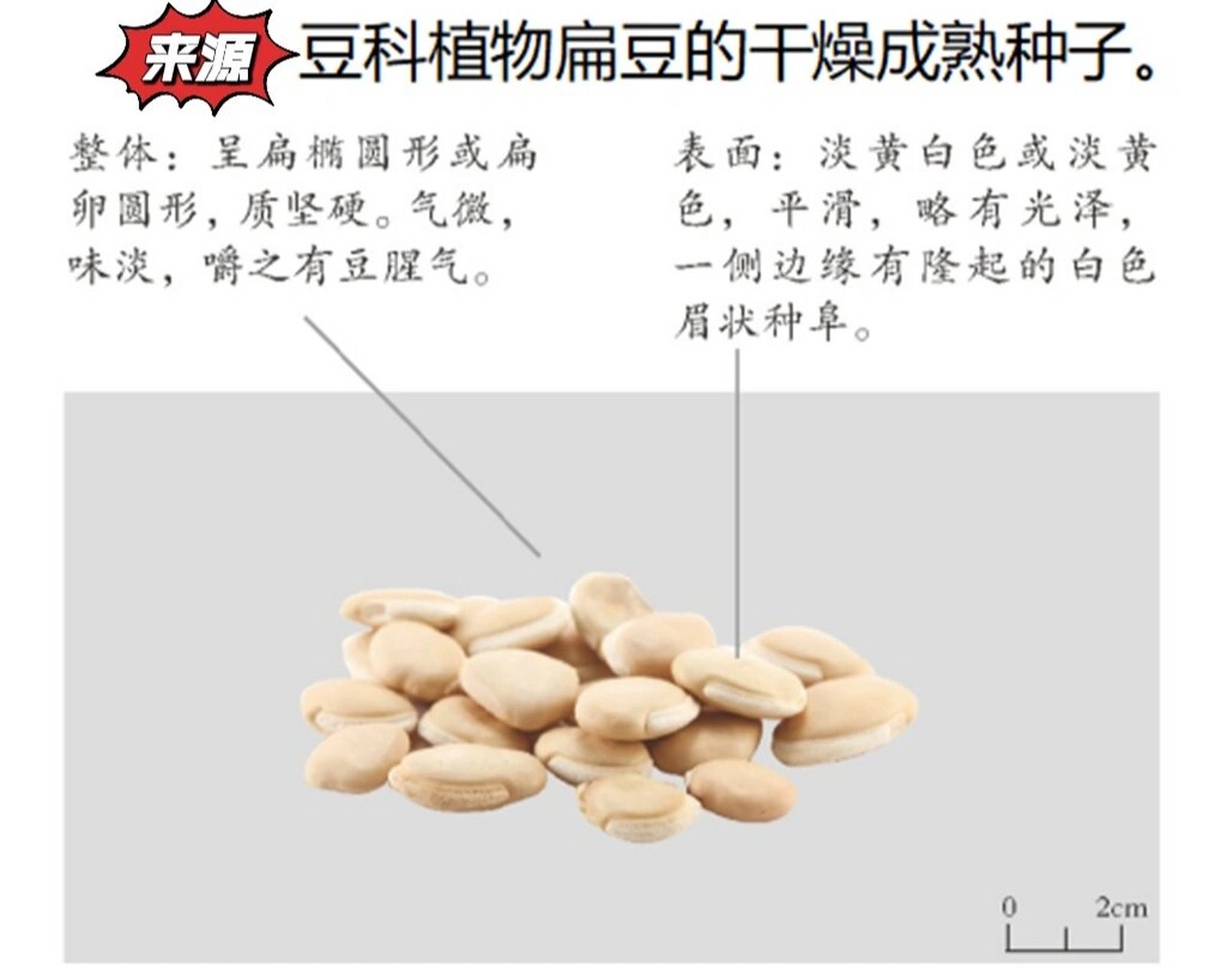 白扁豆的功效,扁豆白扁豆的功效