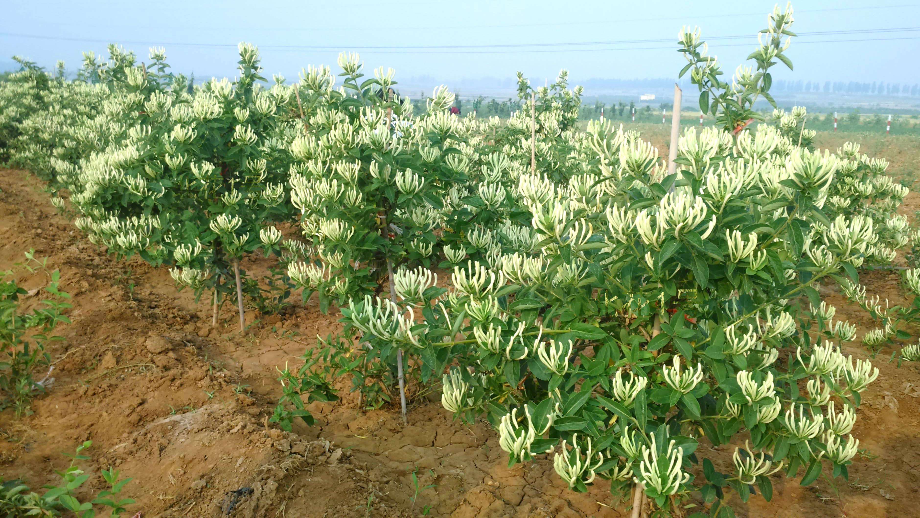 金银花树苗图片金银花树图片大全大图