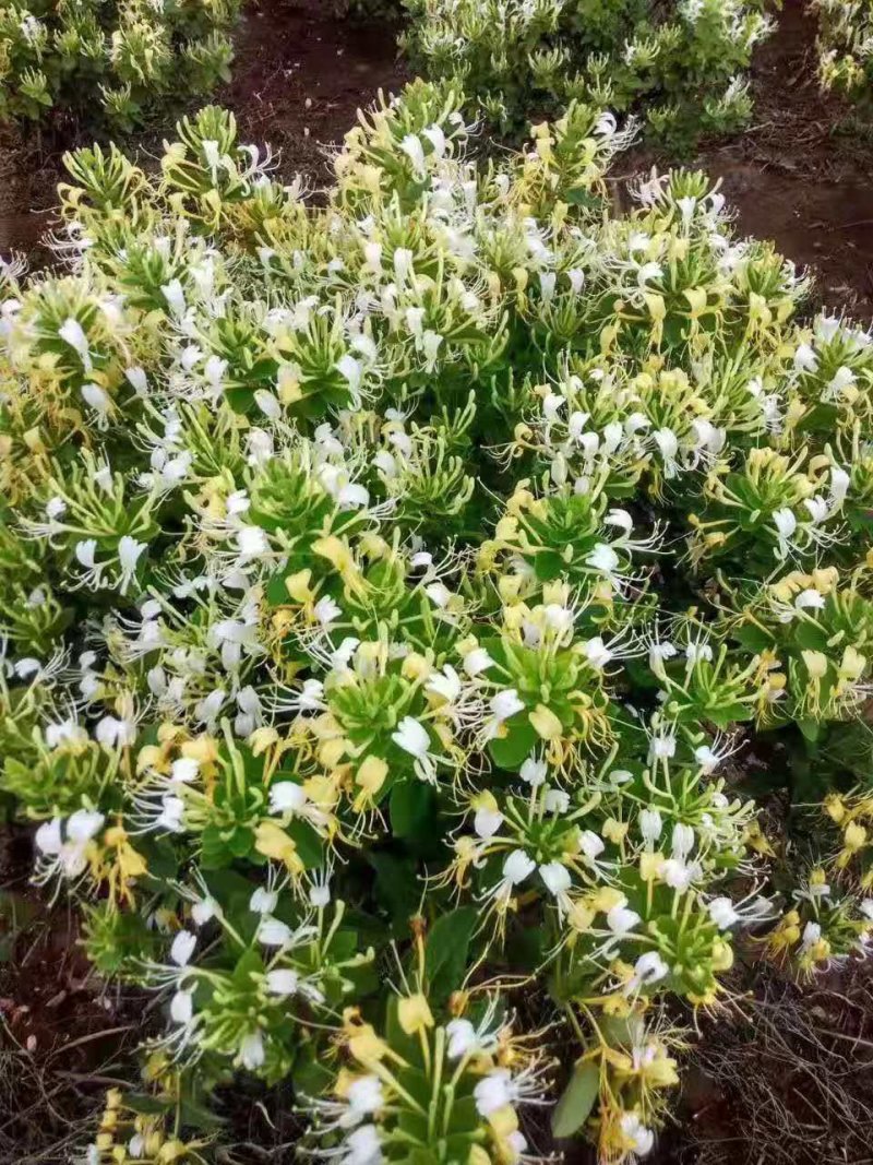 金银花树苗图片金银花树图片大全大图