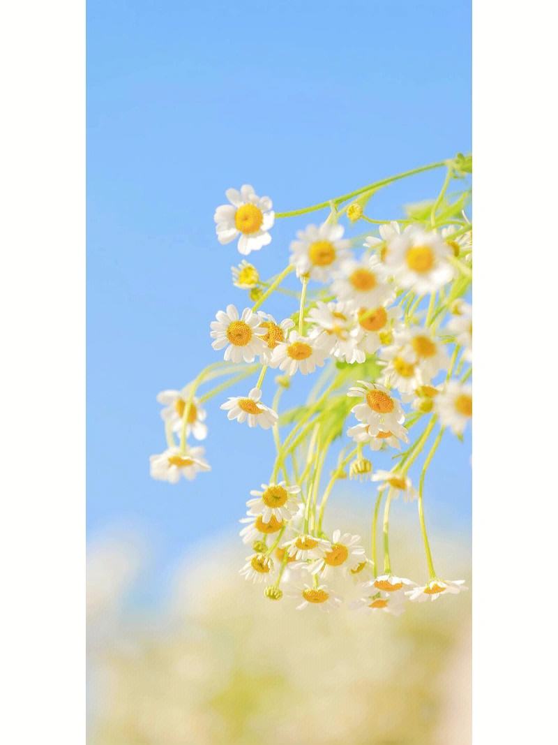 洋甘菊茶,洋甘菊