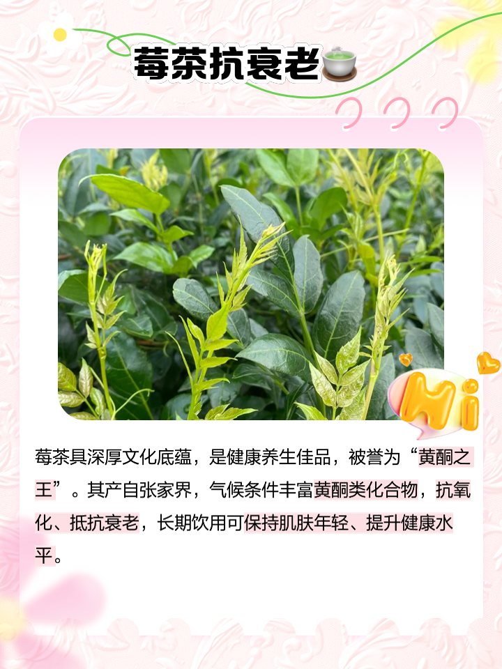 莓茶的功效与作用,莓茶的功效与作用禁忌百度百科