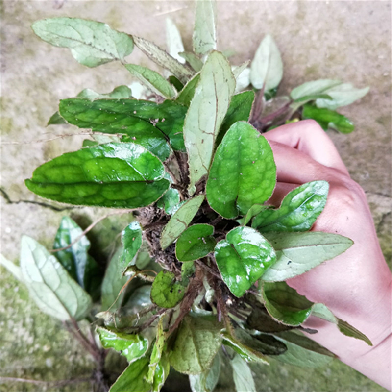 兔耳草醛兔耳草