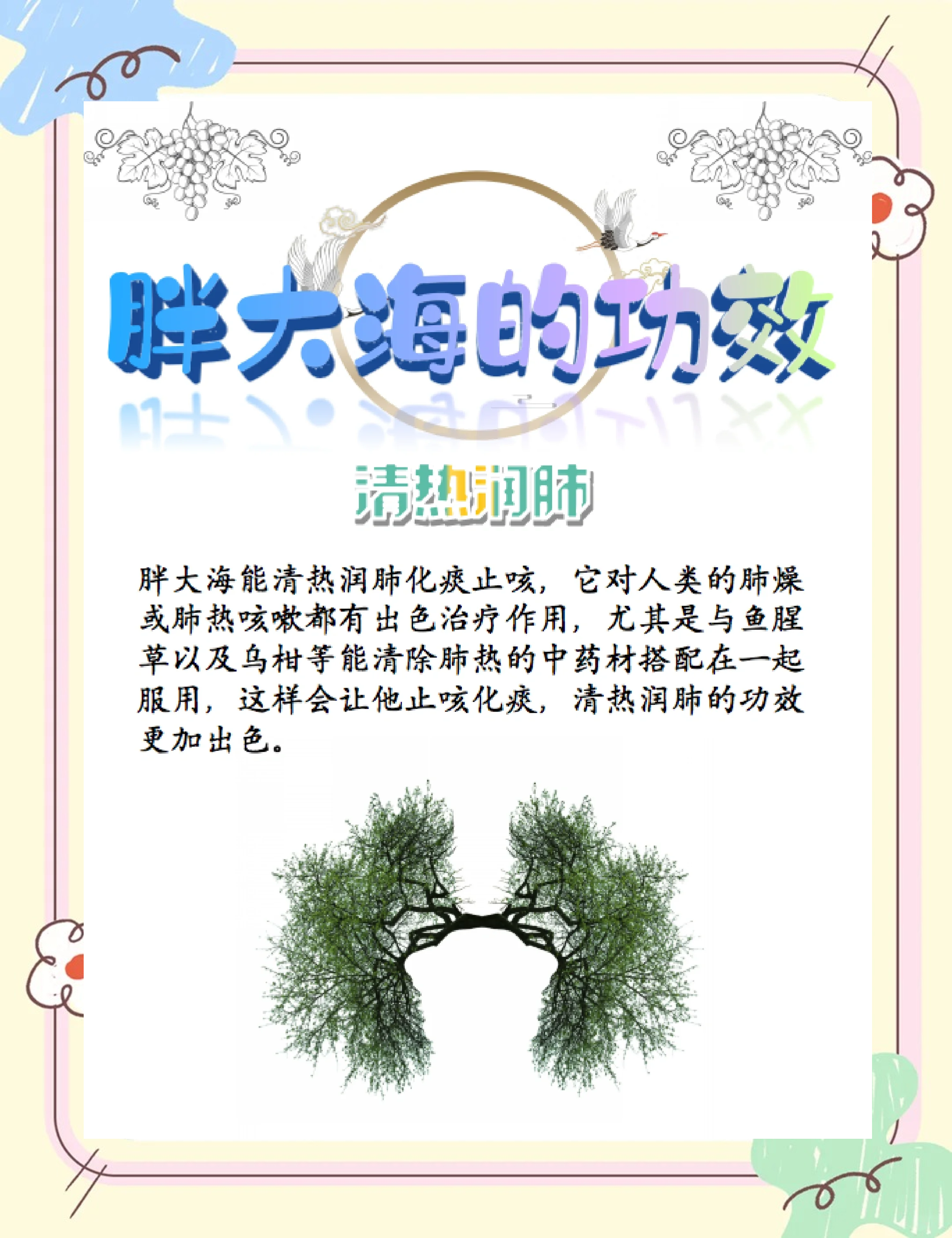 橘红和胖大海的功效与作用,胖大海的功效与作用