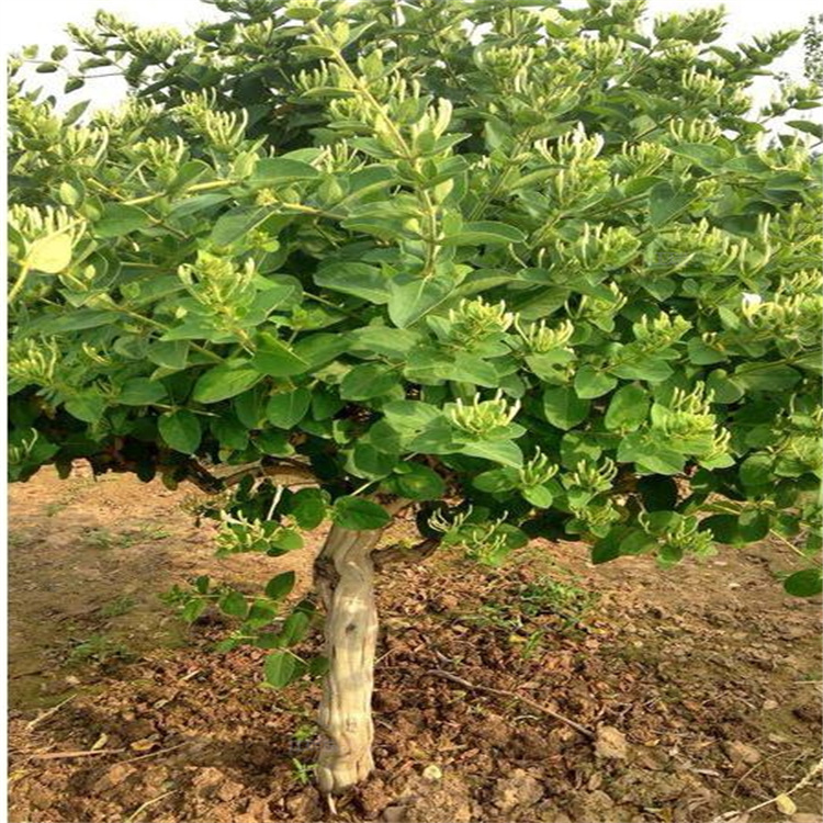 金银花栽培,金银花栽培对环境要求