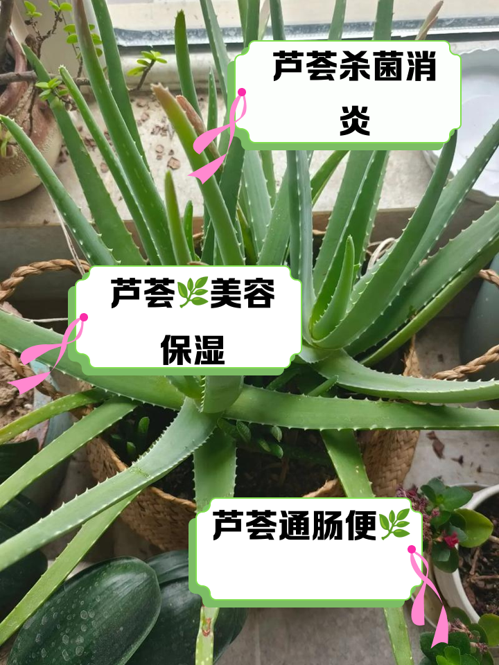 芦荟的功效与作用芦荟的功效与作用祛除疤痕
