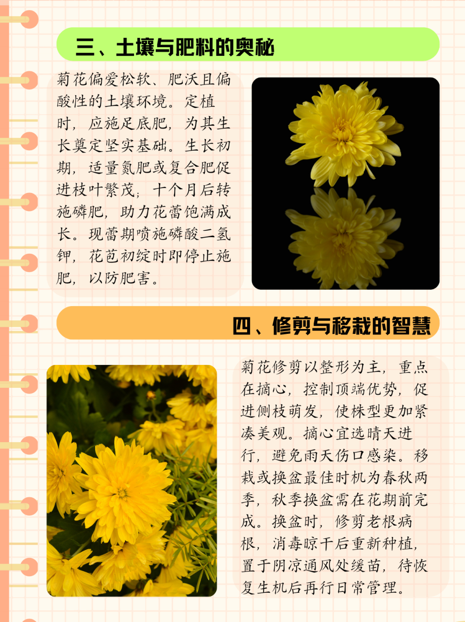 菊花的作用,菊花的作用和品质