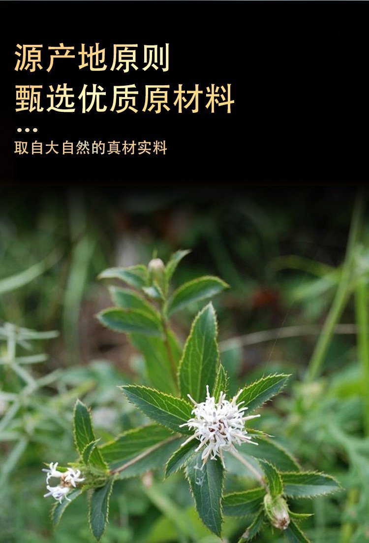 苍术的功效与作用百度百科苍术的功效