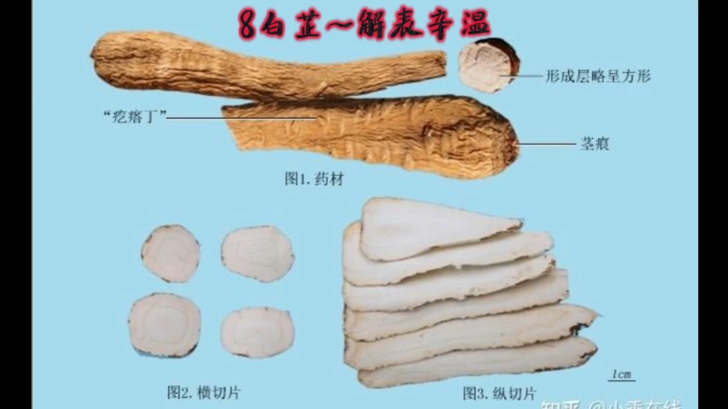 白芷的功效,白芷的功效主治
