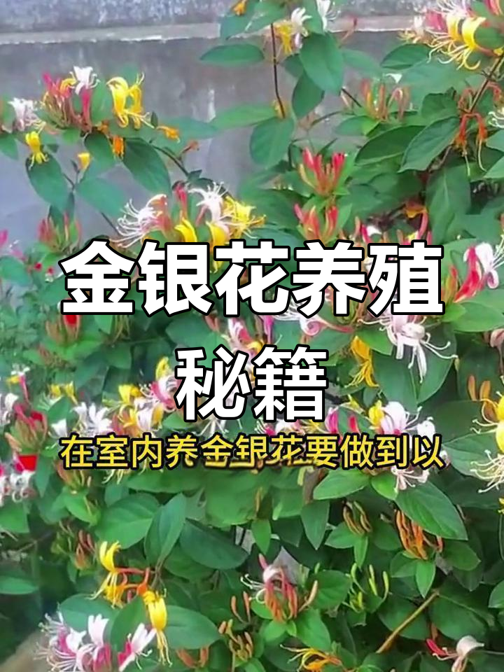 金银花种植技术与栽培管理视频金银花的种植方法和注意事项视频