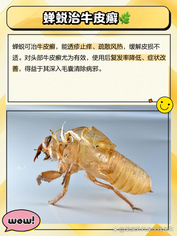 蝉壳功效作用与主治,蝉蜕的功效和作用