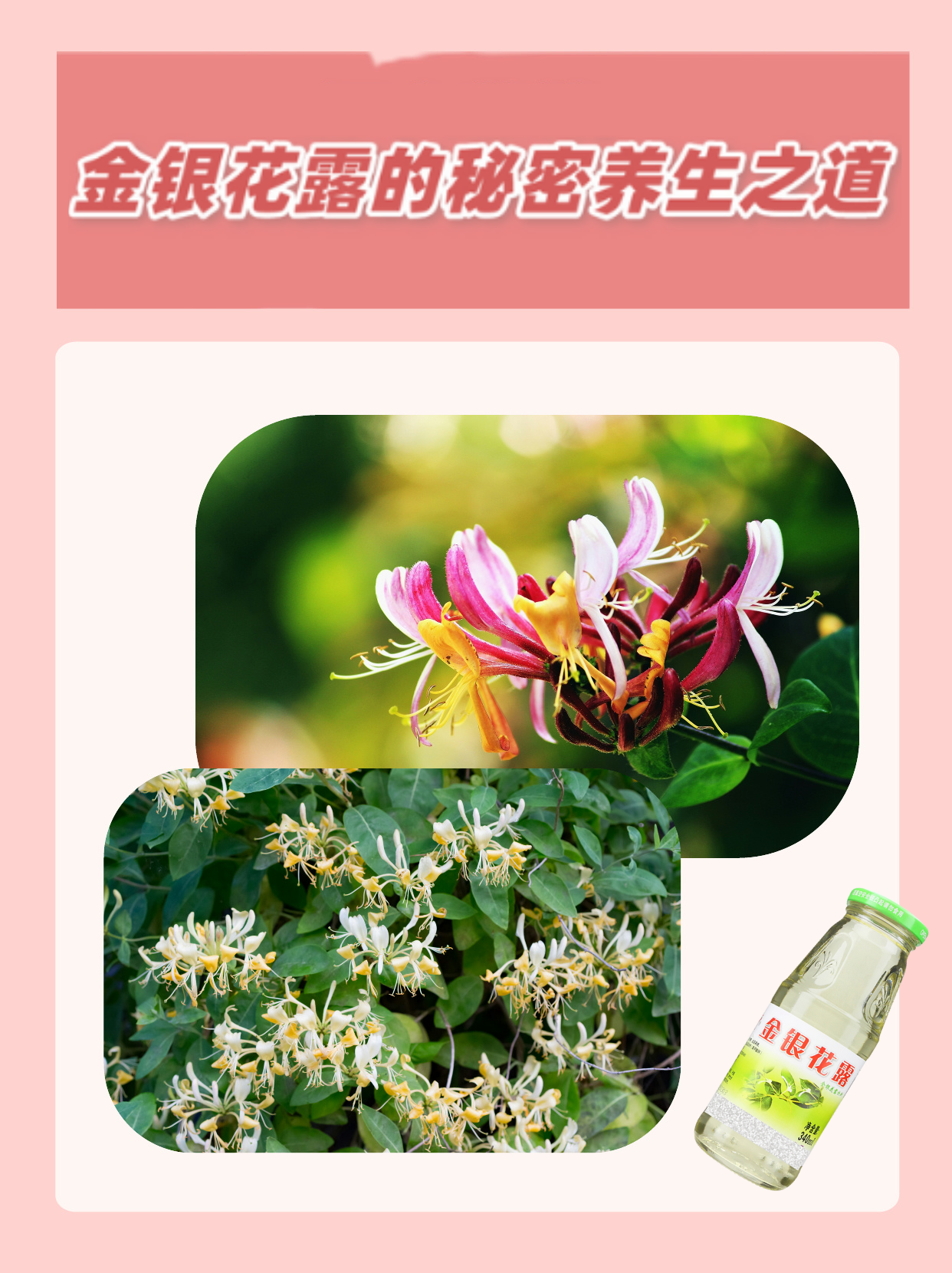 金银花露水的功效是怎么样的,金银花露水有什么功效