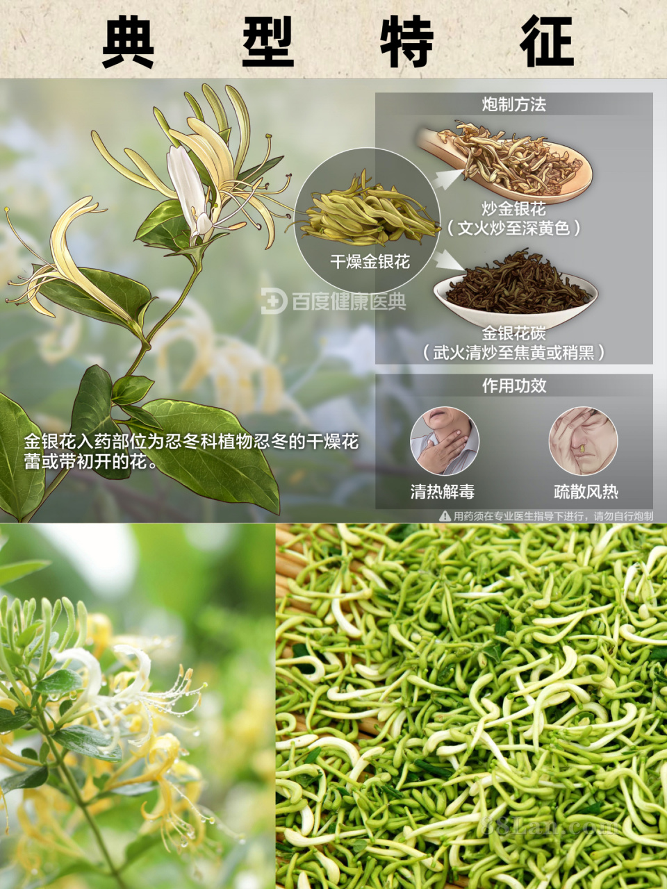 金银花的介绍和特点,金银花的介绍和特点作文