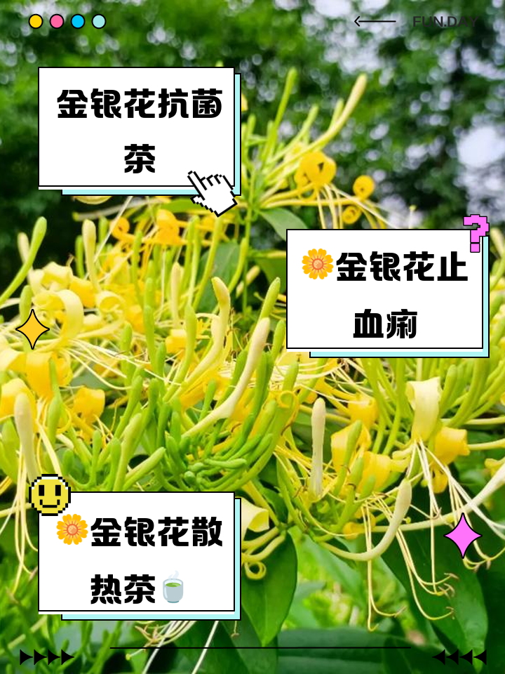 药店金银花泡水的作用与功效药店买的金银花水