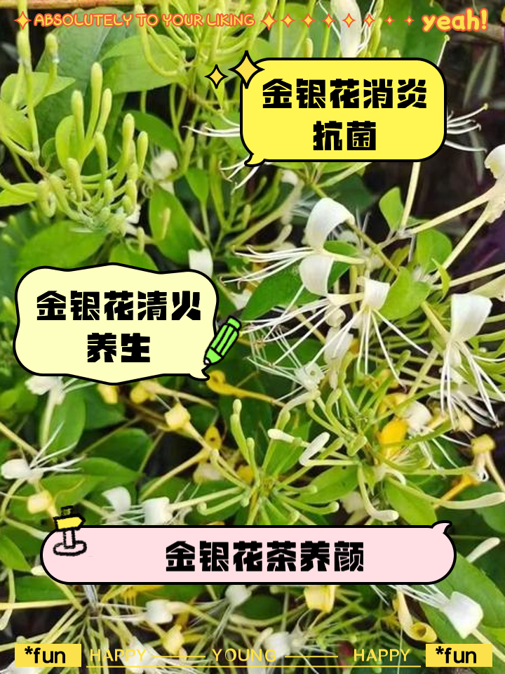 彩色金银花能泡水喝吗金银花能泡水喝吗