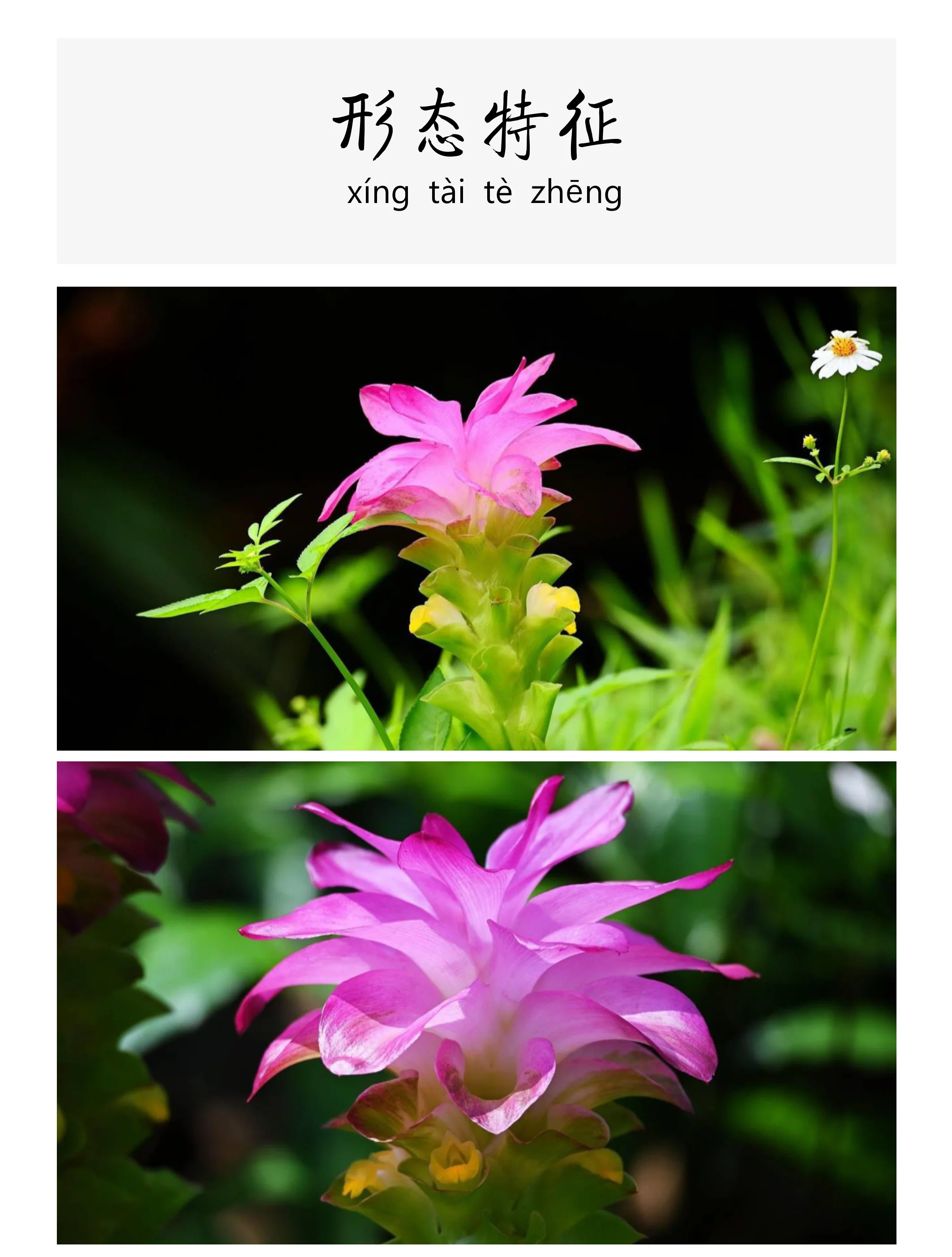 蓬莪术与广西莪术区别蓬莪术