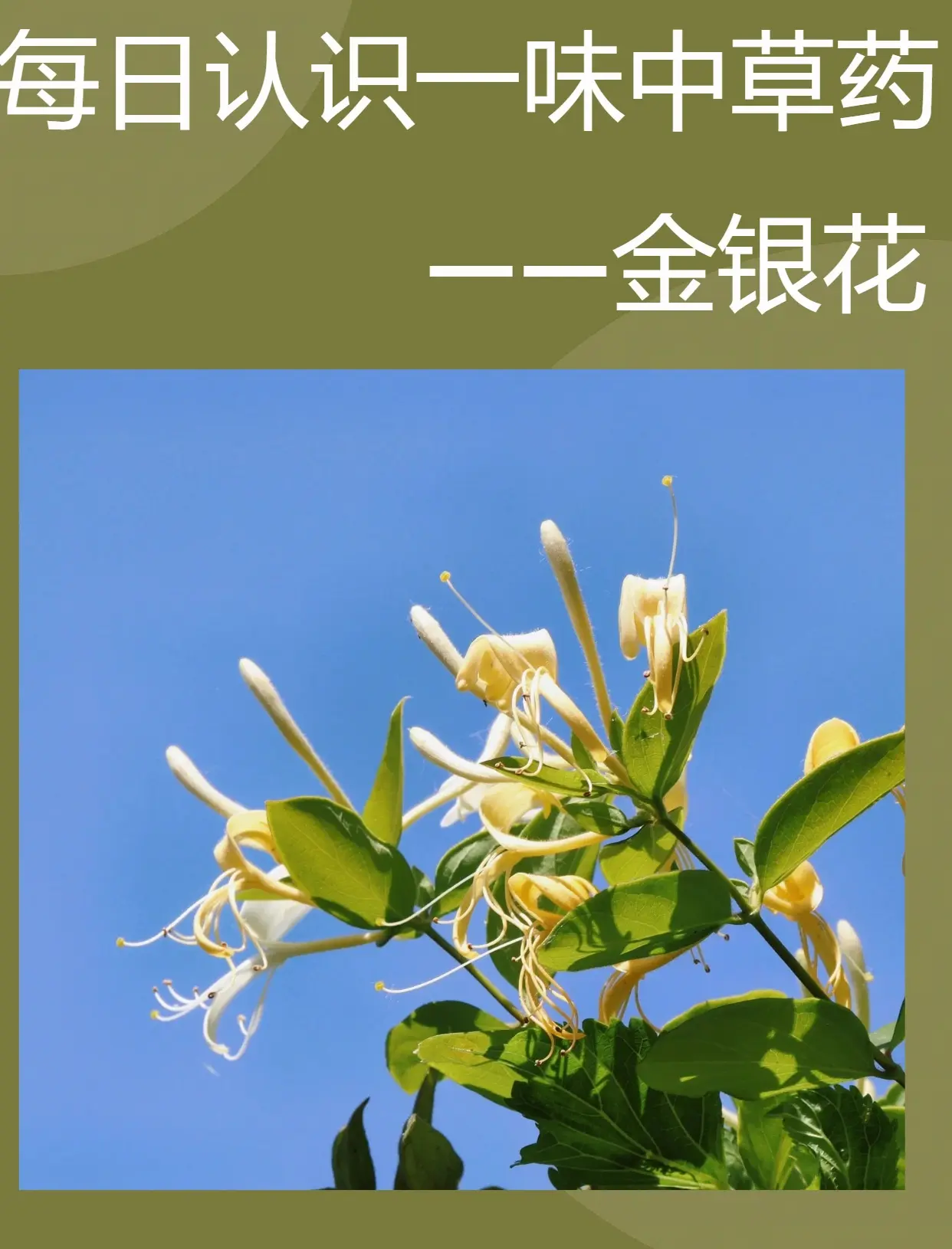 哪个地方的金银花更好,哪个地方的金银花最好
