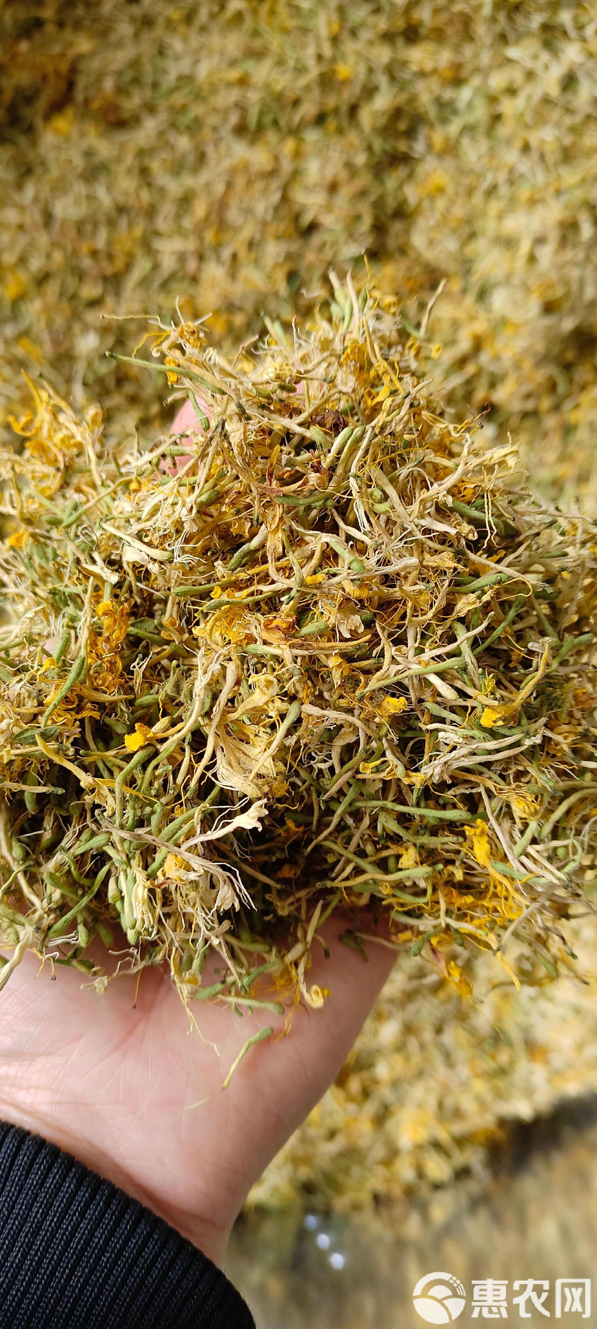 金银花怎么晒干不发黑,金银花晒干不发黑的秘诀