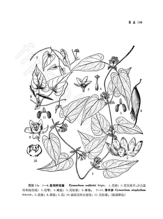 青羊参怎么吃,青羊参