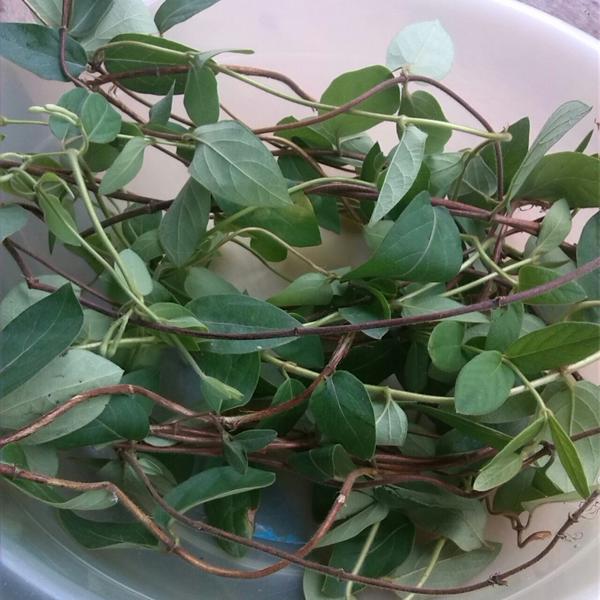 《下厨房》原文作者金银花下厨房也是金银花