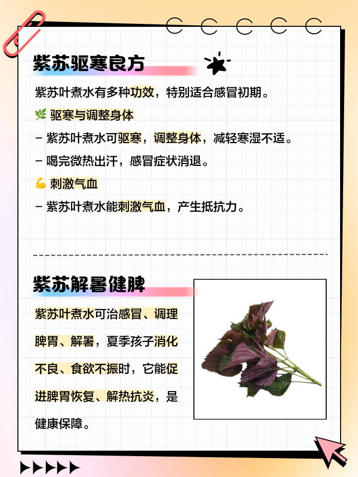 紫苏叶的功效和作用以及药用价值,紫苏叶的功效