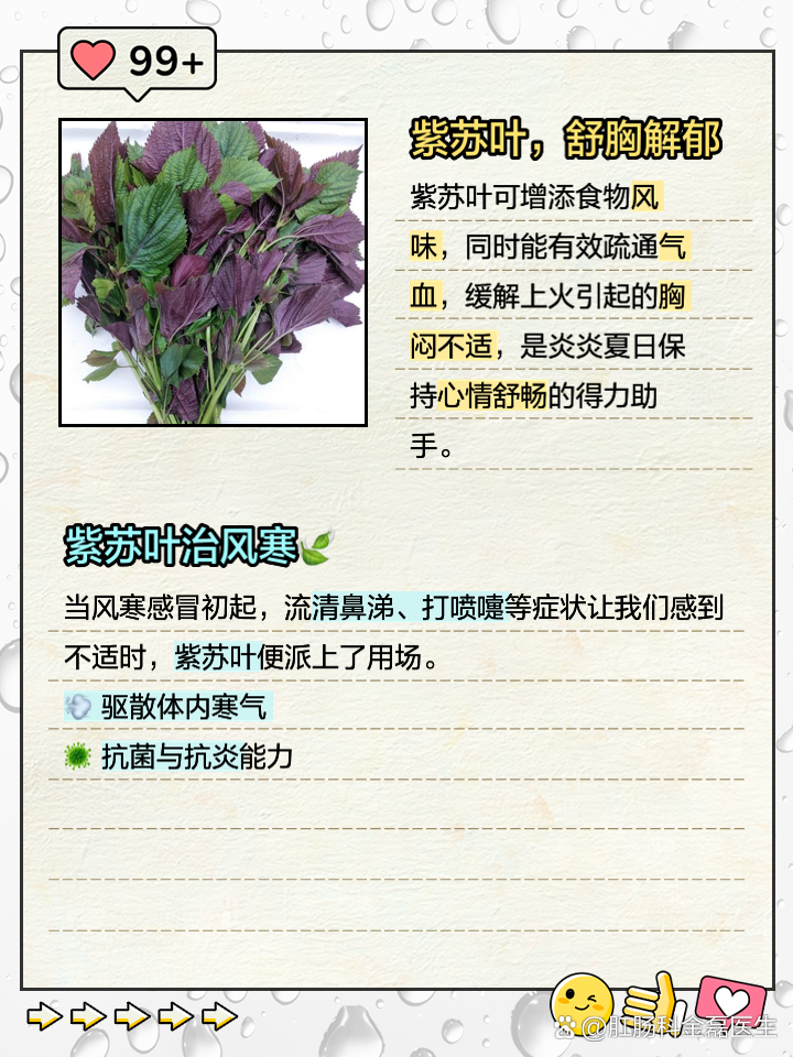 紫苏叶的功效和作用以及药用价值,紫苏叶的功效