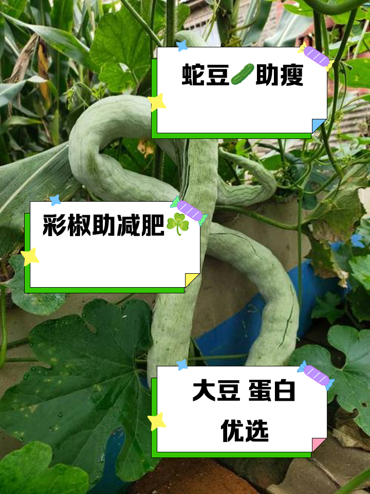 减肥吃什么瘦得快,减肥吃什么瘦得快,无副作用