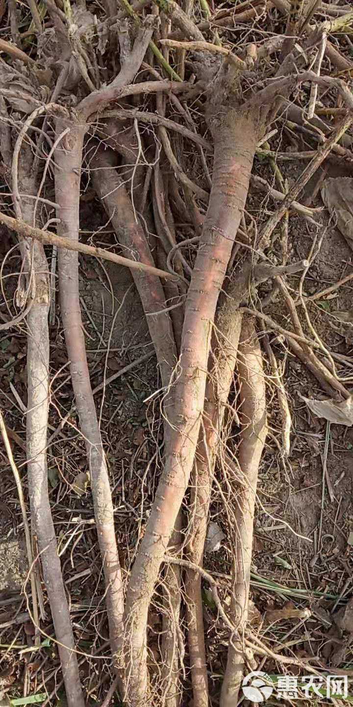 甘草,甘草有什么作用与功效
