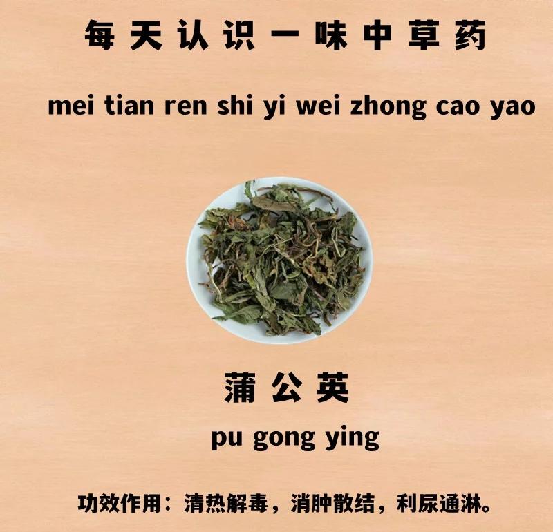 蒲地蓝消炎片和蒲公英颗粒的功效与作用蒲公英颗粒的功效与作用