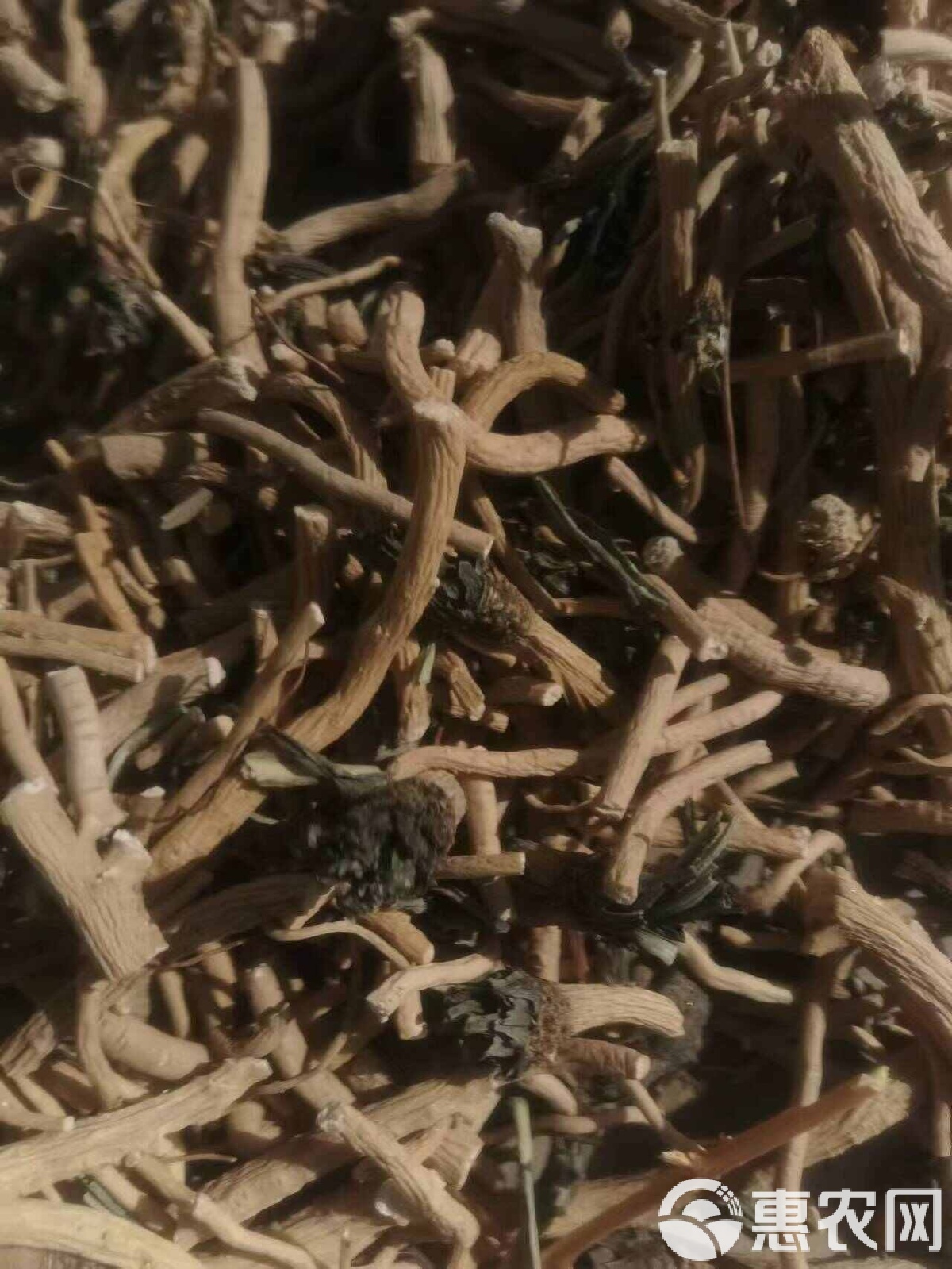 板蓝根可以空腹喝吗,板蓝根