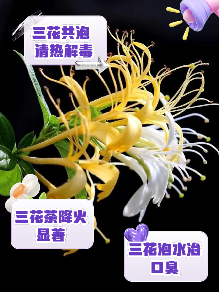 金银花与菊花一起泡水喝的功效金银花与菊花一起泡水喝的功效是什么