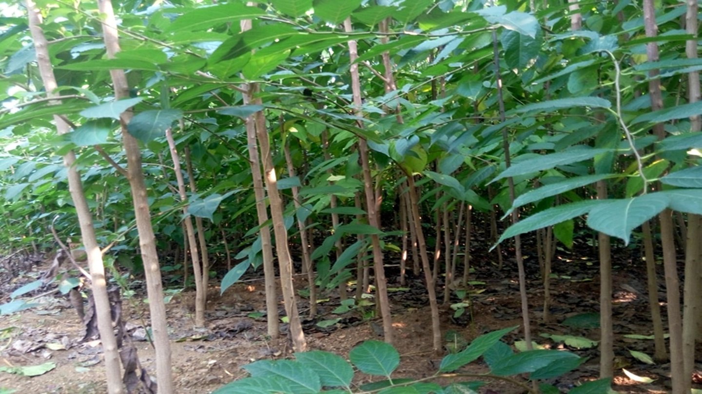 杜仲杜仲雄花的功效与作用及食用方法壮阳