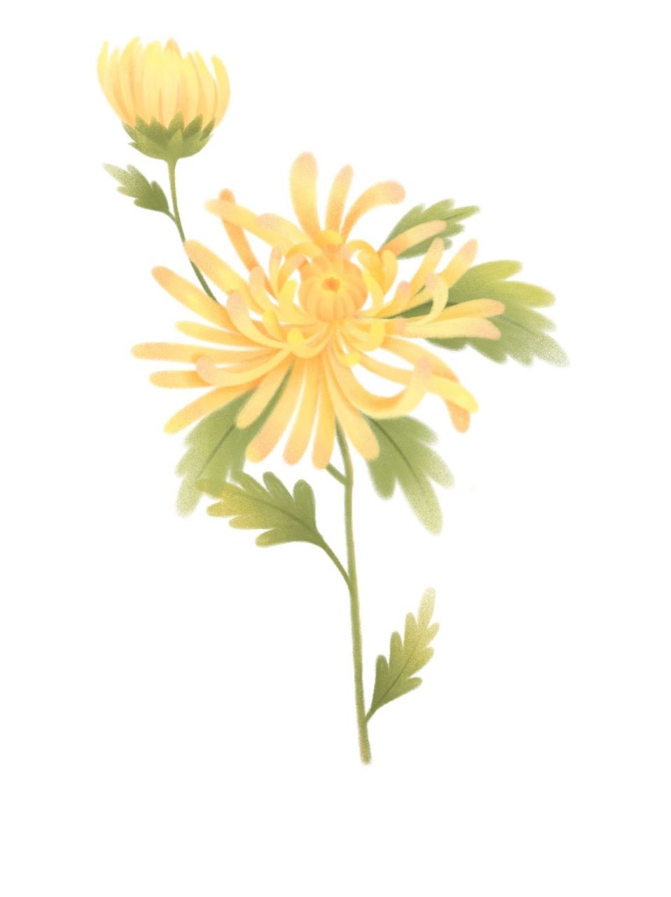 菊花图片大全大图画,菊花图片大全大图画秋菊图片
