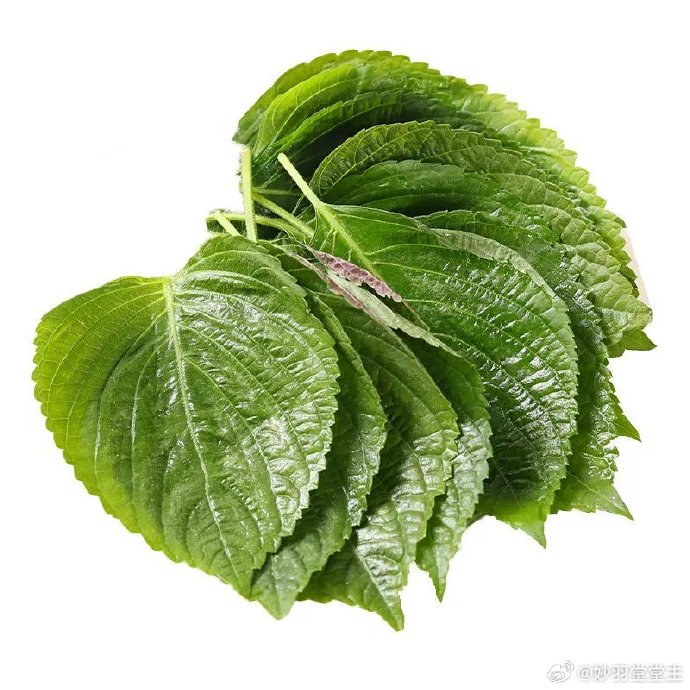 苏叶苏叶和紫苏叶的区别