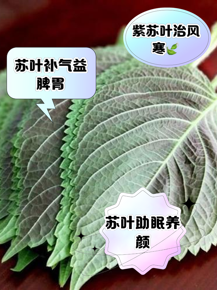 苏叶苏叶和紫苏叶的区别