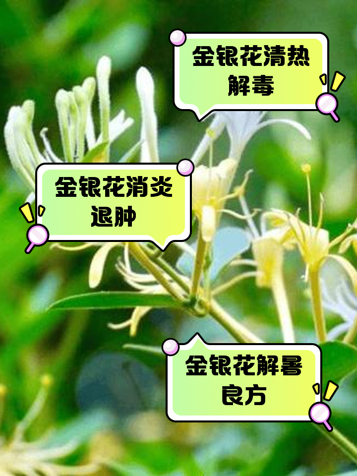 乖宝宝金银花颗粒的功效与作用儿童金银花颗粒图片