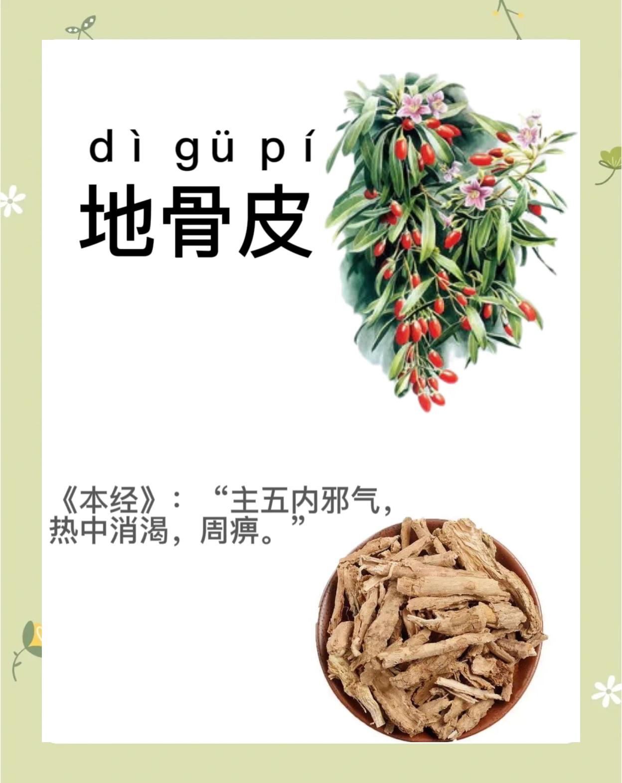 地骨皮的功效与作用地骨皮的功效与作用主要治什么病