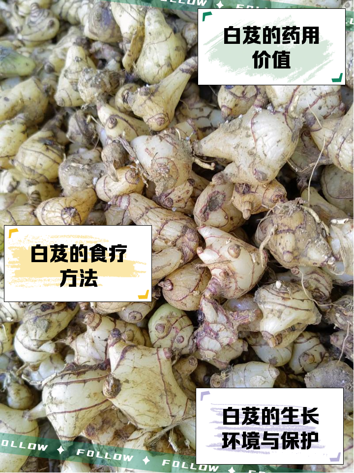 白芨的功效与作用及禁忌白芨的功效与作用