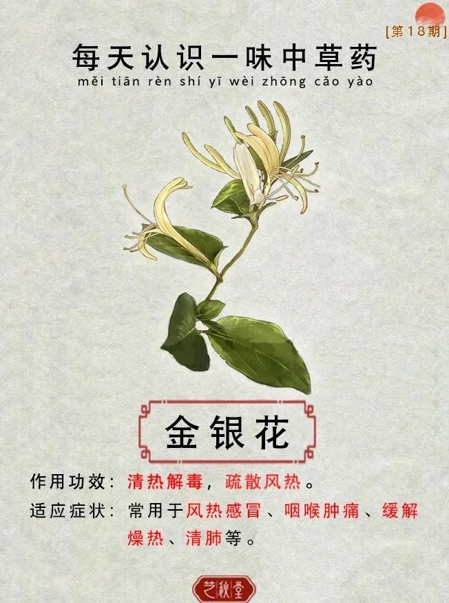 金银花的功效与作用及禁忌、副作用金银花的功效与作用及禁忌副作用食用方法?